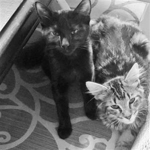 Willow & Oliver Furrypants 